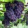 A experiência dos parreirais de uva no Centro-Oeste brasileiro